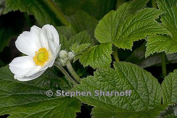 anemone vitifolia 1 graphic